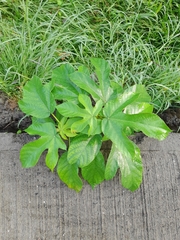 Cecropia peltata