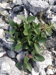 Cercocarpus macrophyllus