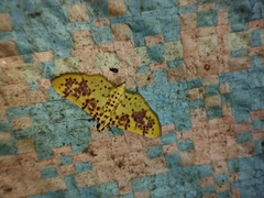 Conogethes punctiferalis