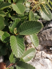 Cercocarpus macrophyllus