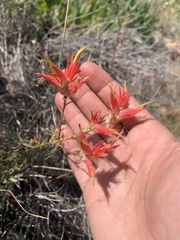 Castilleja linariifolia