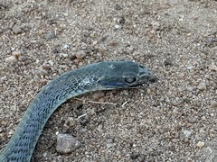 Psammophis