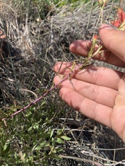 Castilleja linariifolia