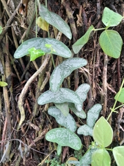 Decaloba