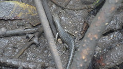 Emoia atrocostata