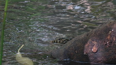 Varanus salvator bivittatus