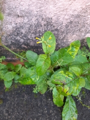 Crepidinae