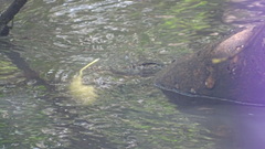 Varanus salvator bivittatus
