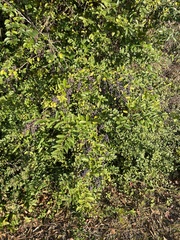 Ligustrum