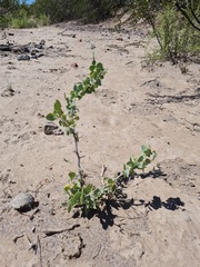 Lycium boerhaviifolium