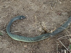 Psammophis