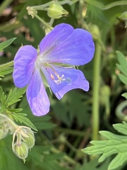 Geranium oreganum