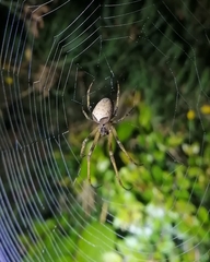 Allende nigrohumeralis