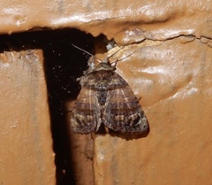 Chlumetia transversa