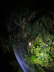 Allende nigrohumeralis