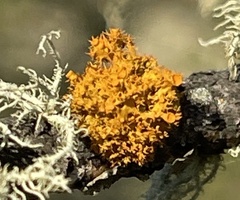 Polycauliona candelaria