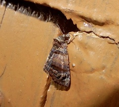 Chlumetia transversa