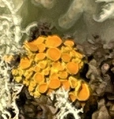 Polycauliona polycarpa