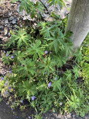 Geranium oreganum