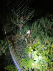 Allende nigrohumeralis