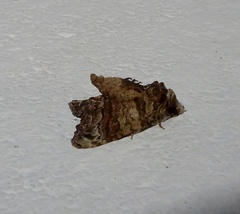 Chlumetia transversa