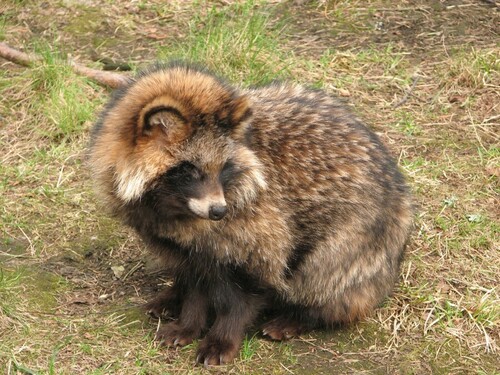 Mainland Raccoon Dog