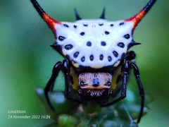 Gasteracantha sanguinea
