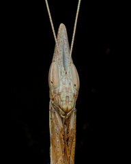 Didymocorypha