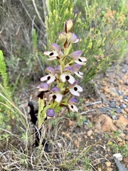 Disa cornuta