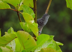 Thamnophilus multistriatus