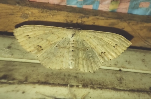 Scopula patularia