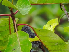 Thamnophilus multistriatus