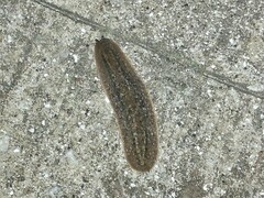 Phyllocaulis soleiformis