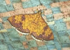 Isocentris