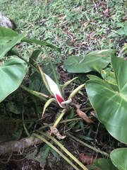 Philodendron loefgrenii
