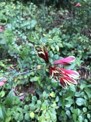 Alstroemeria
