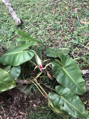 Philodendron loefgrenii