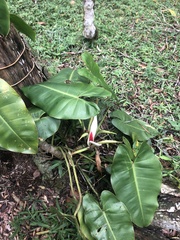 Philodendron loefgrenii
