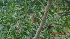 Emberizoides herbicola