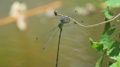 Odonata