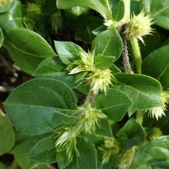Alternanthera pungens