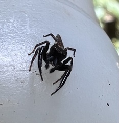 Salticidae