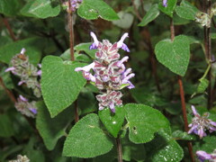 Salvia keerlii