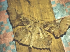 Krananda semihyalina
