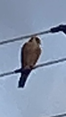 Falco longipennis