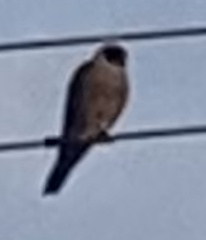 Falco longipennis