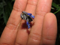 Salvia helianthemifolia