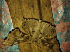 Krananda semihyalina