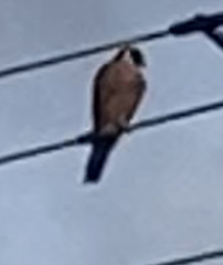 Falco longipennis