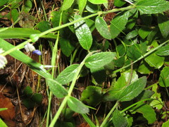 Salvia helianthemifolia